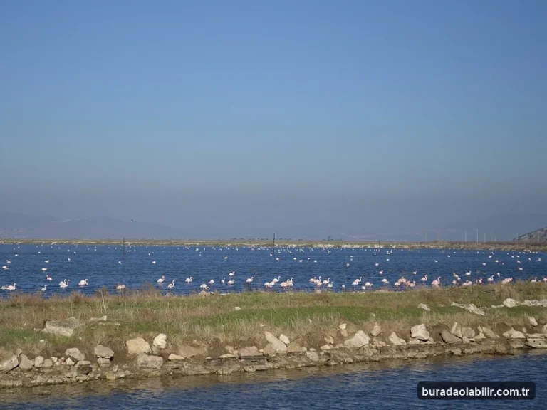 İzmir Kuş Cenneti flamingoları ve Gediz Deltası