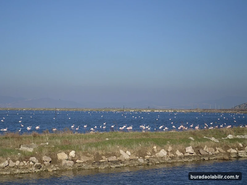 İzmir Kuş Cenneti flamingoları ve Gediz Deltası