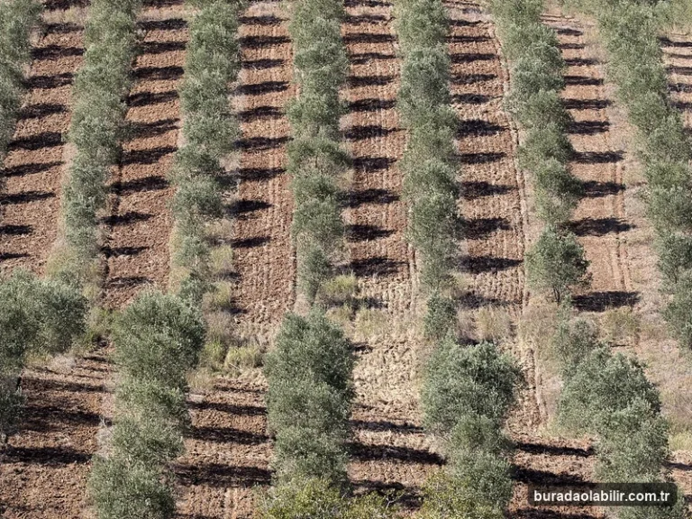 Akıllı Tarım Teknolojileriyle İzmir'de Toprak Koruma ve Üretim kültürel mirası ve mimari detayları