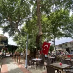 Buca Kaynaklar Köyü meydanındaki bin yıllık tarihi anıt çınar ağacı