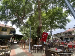 Buca Kaynaklar Köyü meydanındaki bin yıllık tarihi anıt çınar ağacı
